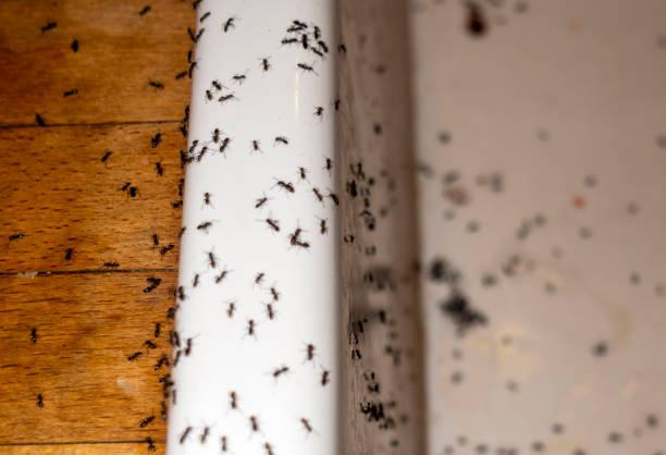 Best Flea Control Services  in Carnesville, GA
