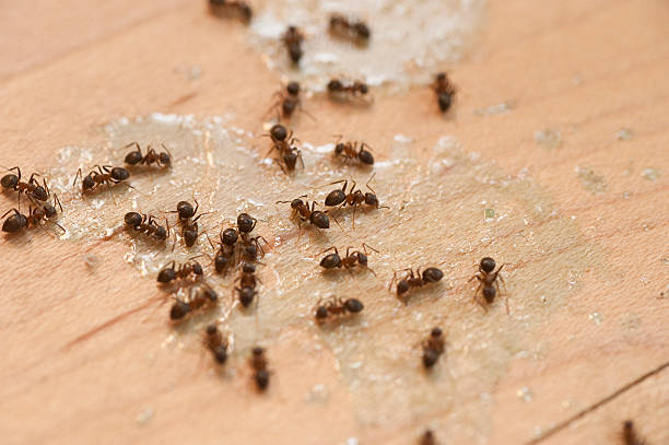 Best Pest Control Near Me  in Carnesville, GA